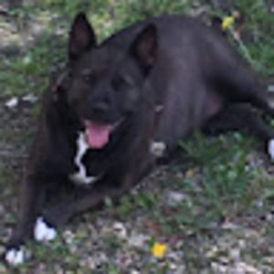 Meet your Posher, Squishybugz